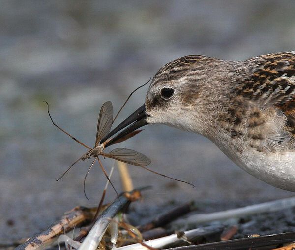 Little Stint