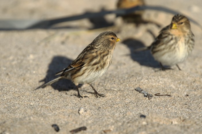 Twite