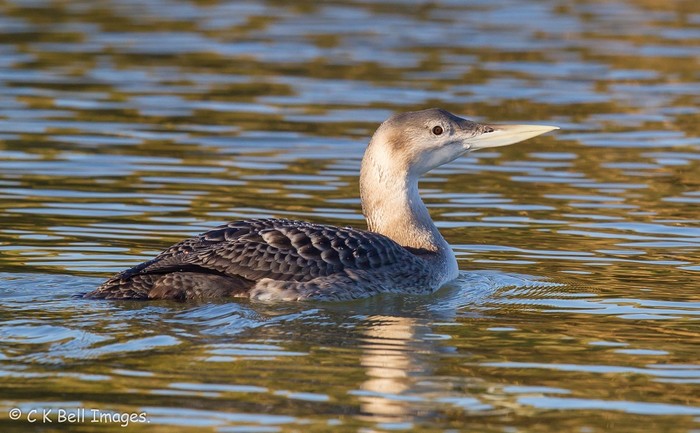 White-billed Diver