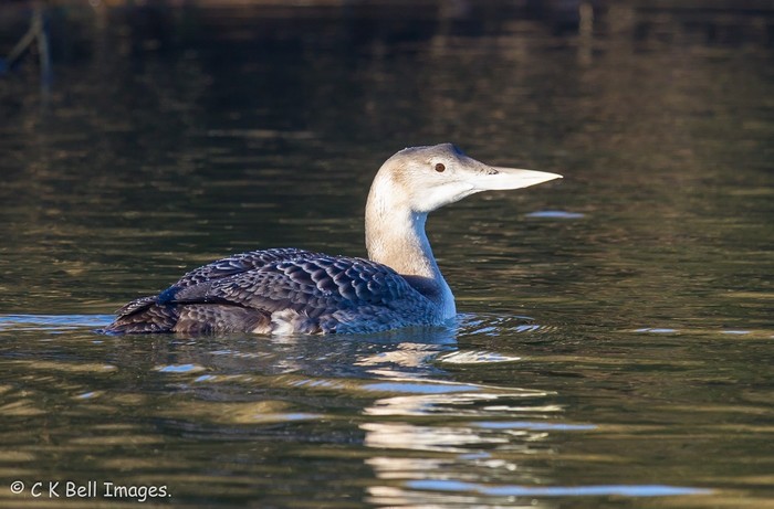 White-billed Diver