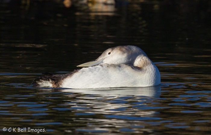 White-billed Diver