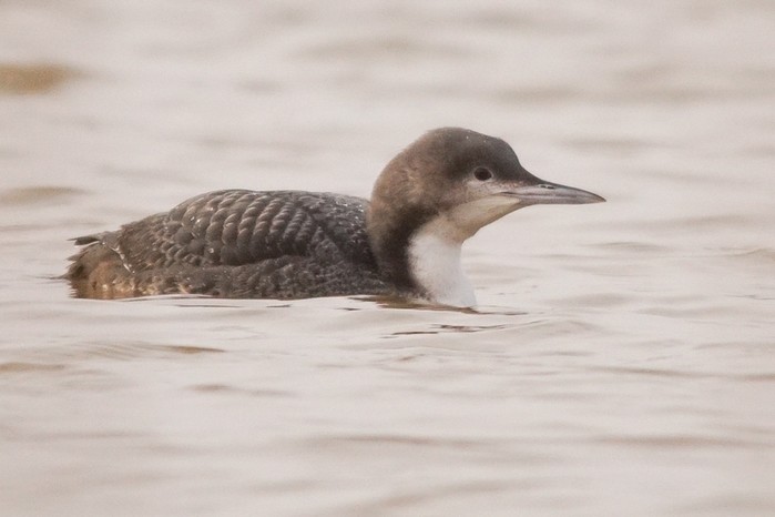 Pacific Diver