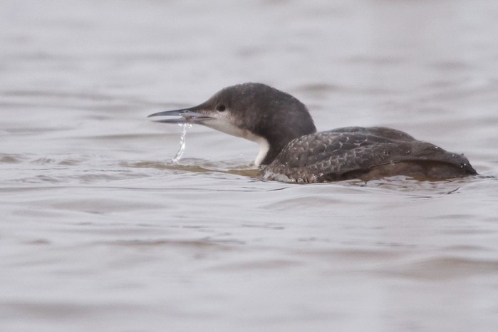 Pacific Diver