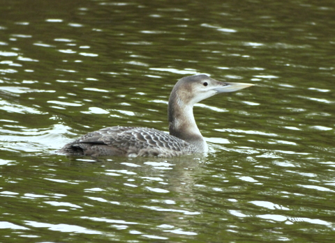 White-billed Diver