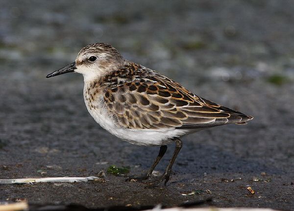 Little Stint