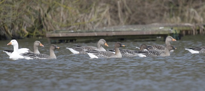 Tundra Bean Goose