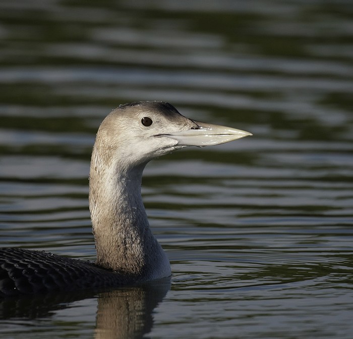 White-billed Diver