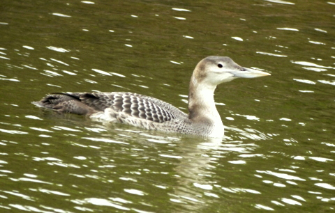 White-billed Diver