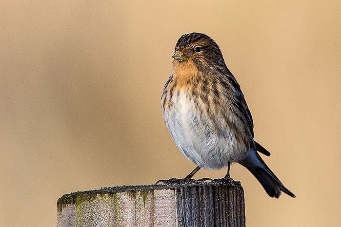 Twite