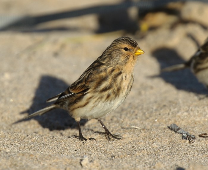 Twite