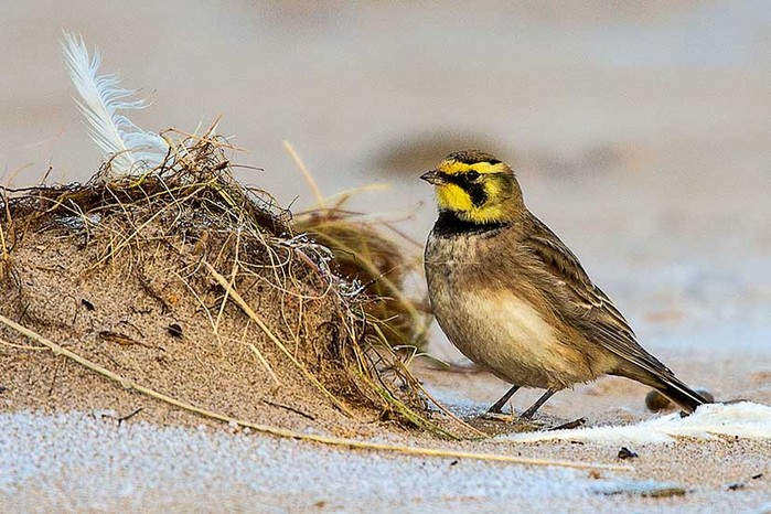 Shorelark