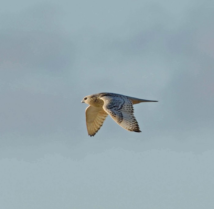 Gyr