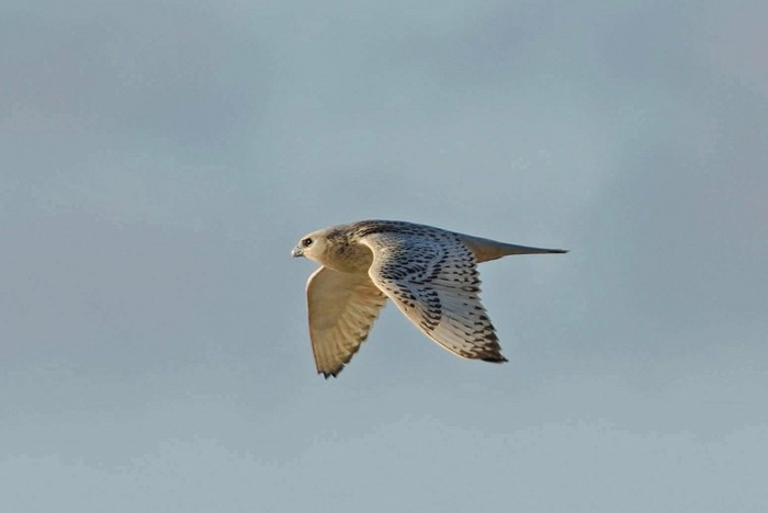 Gyr