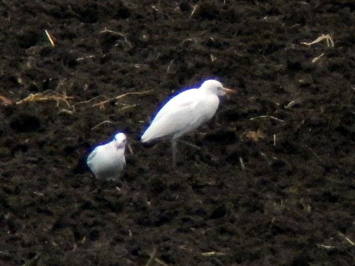 Cattle Egret