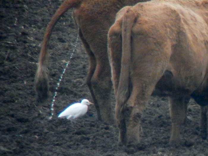 Cattle Egret