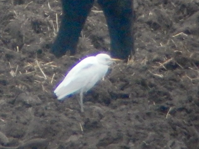 Cattle Egret