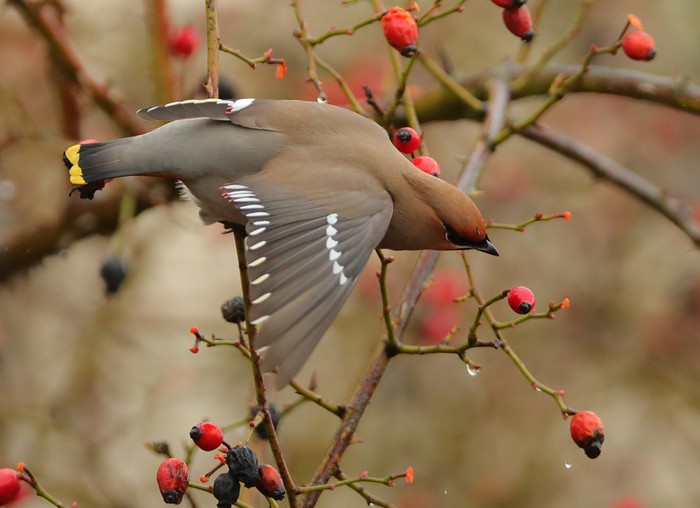 Waxwing