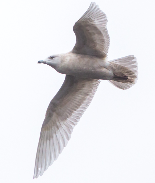 Iceland Gull