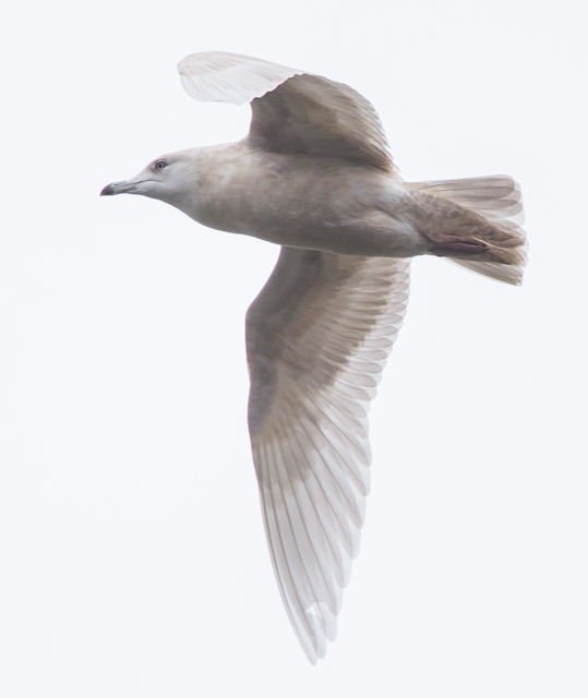 Iceland Gull