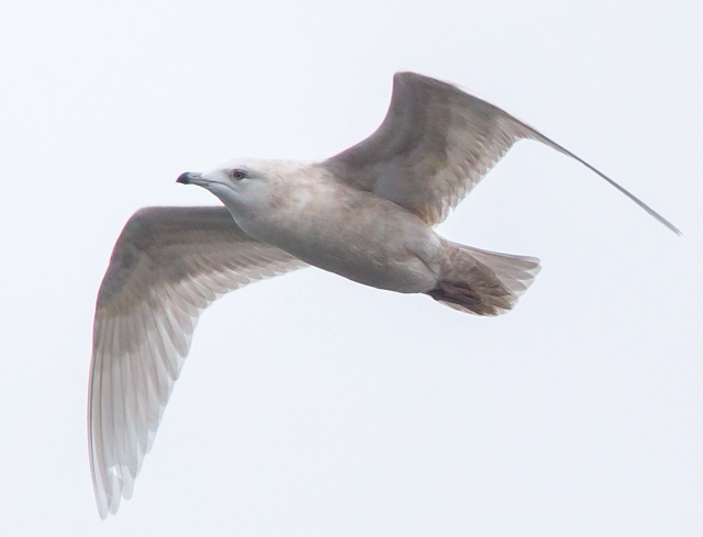 Iceland Gull