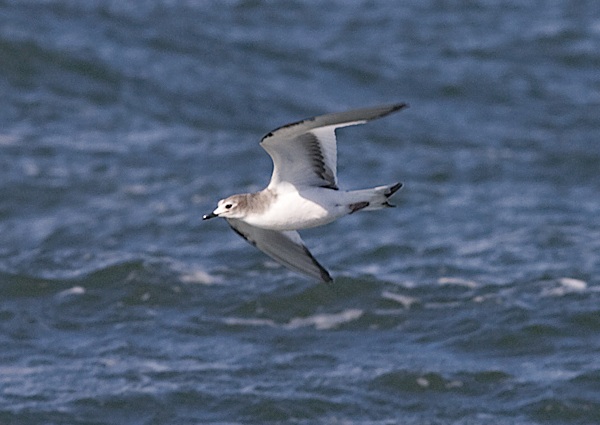Sabine's Gull