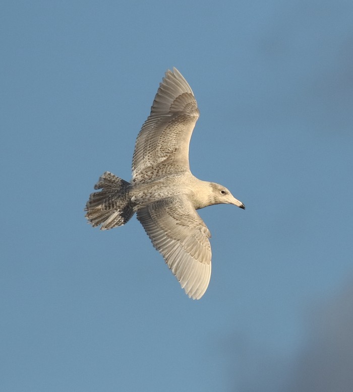 Glaucous Gull