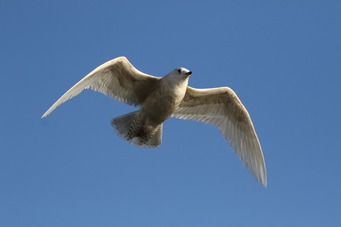 Iceland Gull