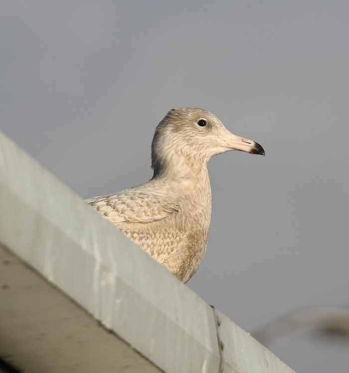 Glaucous Gull