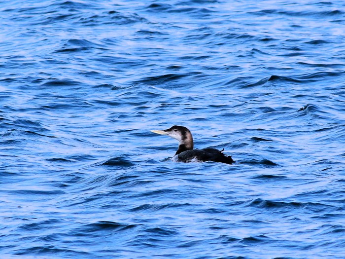 White-billed Diver