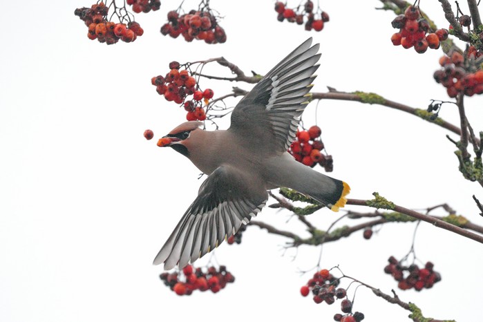 Waxwing