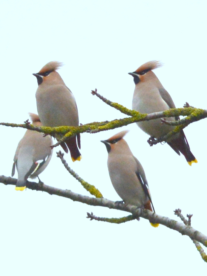 Waxwing