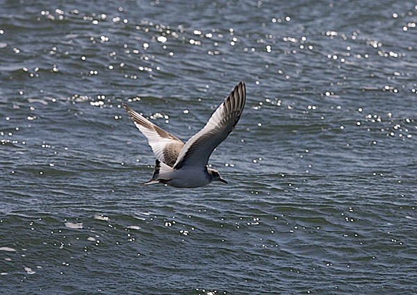 Sabine's Gull