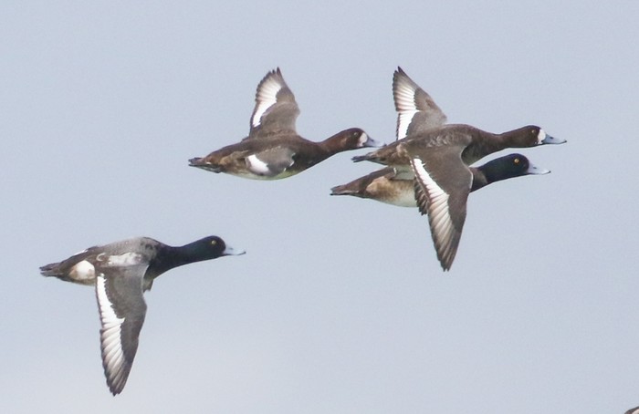 Scaup