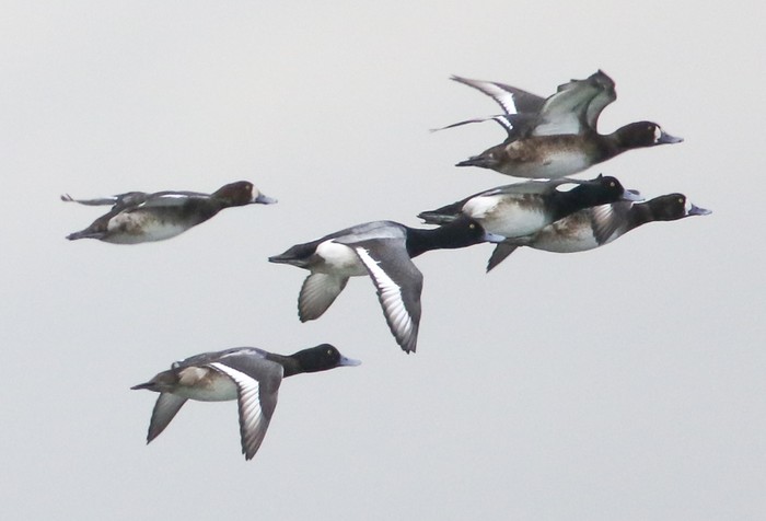 Scaup