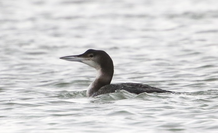 Great Northern Diver