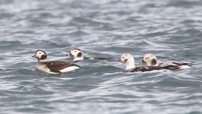 Long-tailed Duck