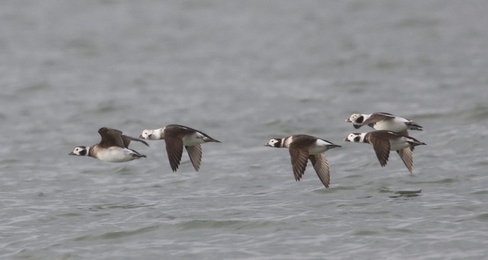 Long-tailed Duck