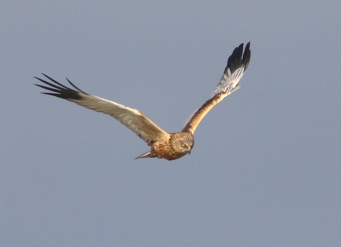 Marsh Harrier