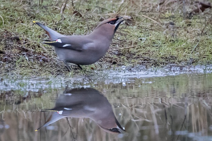 Waxwing