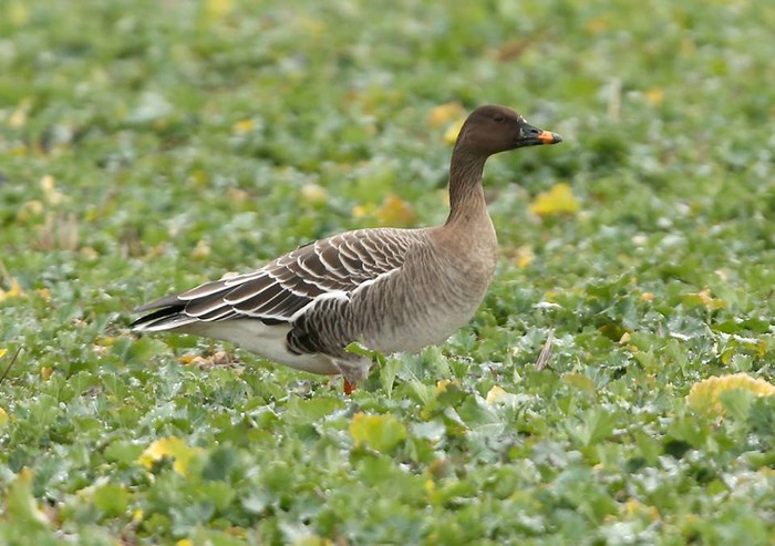 Tundra Bean Goose