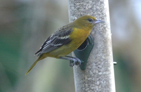 Baltimore Oriole