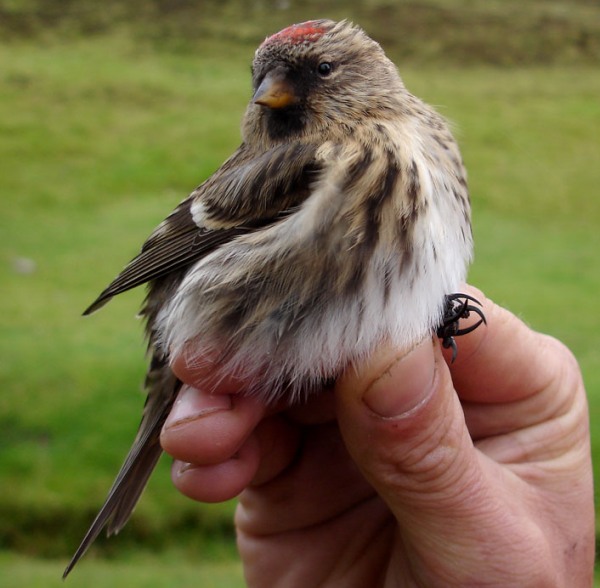 Greenland Redpoll