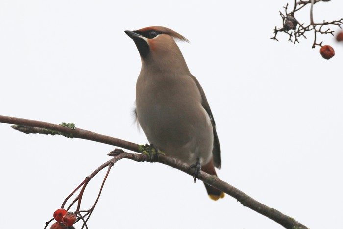 Waxwing