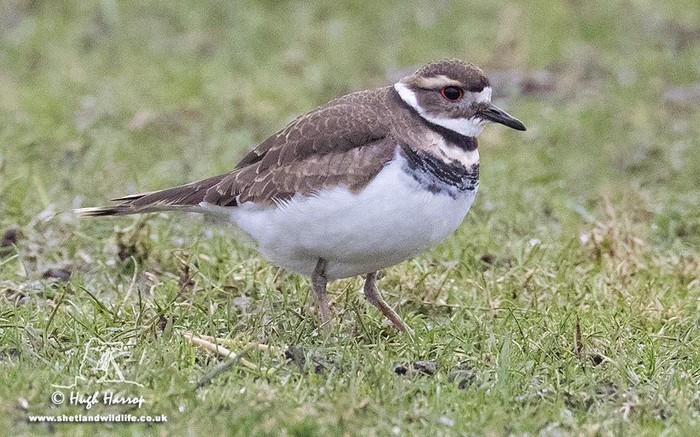 Killdeer