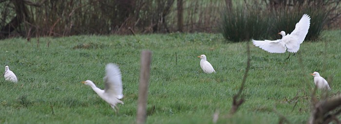 Cattle Egret