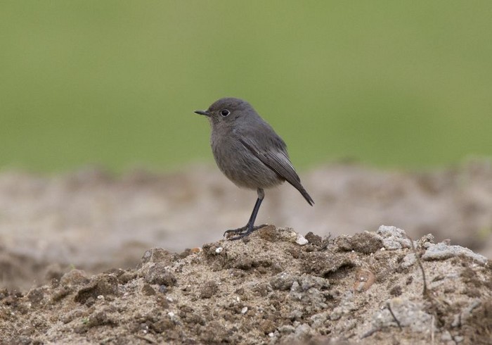 Black Redstart