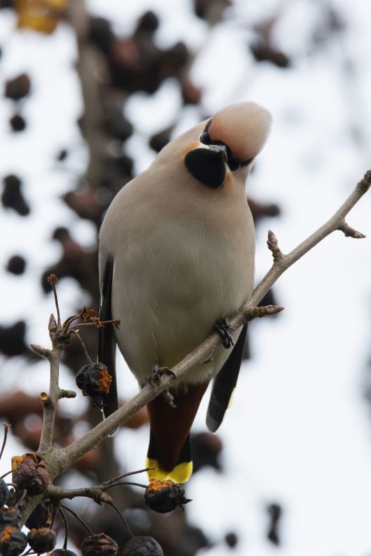 Waxwing