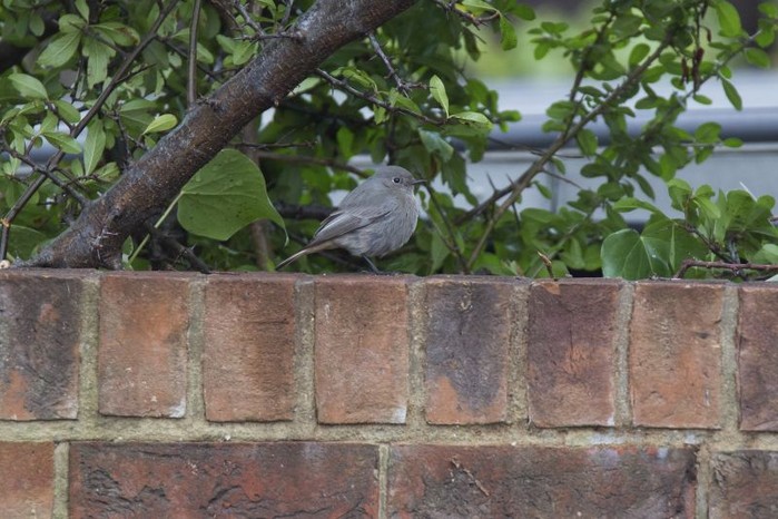 Black Redstart