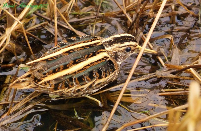 Jack Snipe