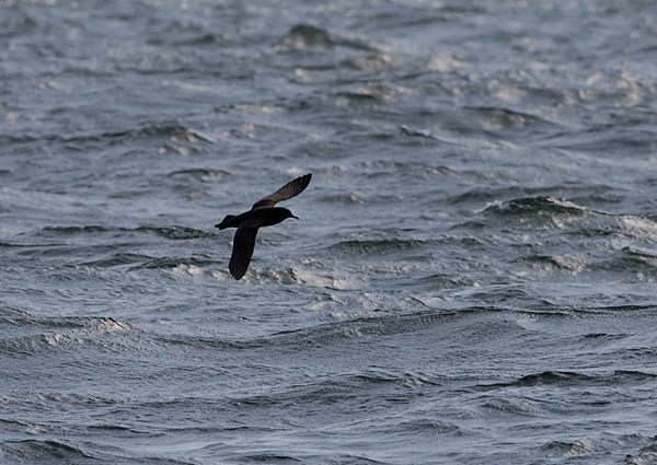 Sooty Shearwater
